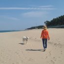 펫플레이스 이미지