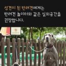 올어바웃펫 이미지