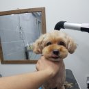 상콤발랄헬로퍼피