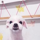 애견동화 이미지