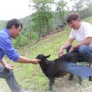 진안흑염소 농장 이미지