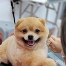 쿨펫 이미지