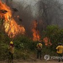 Friday Forest 이미지
