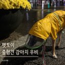 펫캡 | 펫토이 [투명캡모자 중형견우비] 착용 후기:)