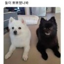 소확행 이미지