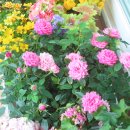 정원김치 이미지