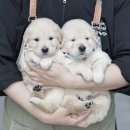 골든시티오피스텔 | 당진강아지분양 골든리트리버 누누