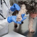 라파엘동물병원 이미지