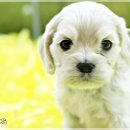 스타일독 이미지