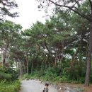 챠우챠우탕수육 이미지