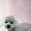 비비펫살롱 이미지