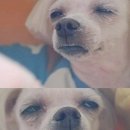 완동 이미지