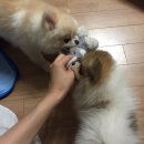 호두마루 이미지