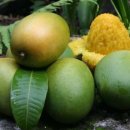 초록망고 이미지