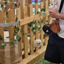 한솔 흑염소 | 20250602- 호치민 일상 기록: 2025년도 호치민에서 생일 보내기, 재외국민 투표 완~!