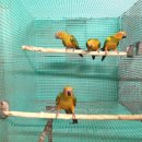 버드리농장 이미지