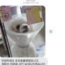 포포동물병원 | 4살 첫 스케일링 보문 포포동물병원 후기