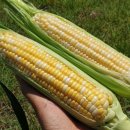 초당농장 이미지