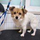 마이핫독 이미지