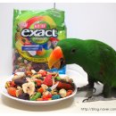 레인보우 앵무 이미지