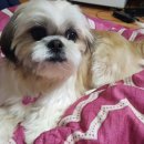 개이쁘개 이미지