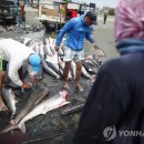 아시아의 유별난 &#39;샥스핀&#39; 식탐에 페루 상어 씨 마른다 이미지