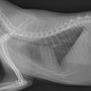 다산마리동물병원 이미지