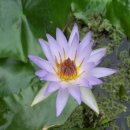 보성야생화 이미지