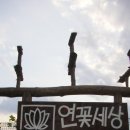 연꽃세상 이미지