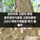 강아지와 고양이 | 강아지와 고양이 분양 광주강아지분양 고양이분양 24시 데려가개본점 후기 쫌 볼까