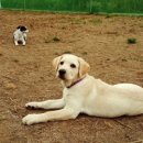 보라애견 이미지