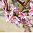 산운수석 이미지