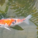 바우바우 이미지