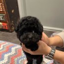 강아지분양 퍼피베이비 이미지