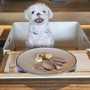 펫앤쿡(pet & cook) | 홍천 소노펫 체크인 / 패밀리 Pet Club 스탠다드 침대 취사 객실 후기 / 준비물