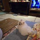 씨유(CU) 덕포중앙점 | CU 스팸김치김밥 씨유 김밥추천 솔찍후기