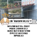함양 맞춤제작 울타리 설치 후기 야외 대형견집 맞춤제작 1등 업체 메이드 도그 하우스