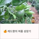 양돈사랑 햇살농장 | 여름 햇살 머금은 레드향, 장마 끝나고 싱그럽게 자라요!