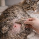 함께냥 본점 이미지