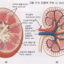 시장병과 한벙적 요법 이미지