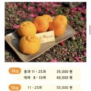 은서농장 | [은서네 농장]에서 레드향 5kg 선물 받은 후기 (feat, 가정용 vs 선물용)