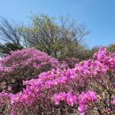 2024. 4. 24(수) 진분홍빛 진달래꽃이 맞이해 주었던, 제주도 한라산 ①..., 이미지