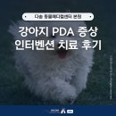하트동물메디컬센터 | [공지] 강아지 PDA 증상 검사, 개흉 수술 없이 치료한 후기