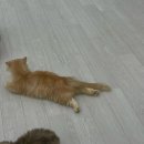 캣플헤븐 AK플라자금정점 이미지