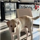 휘게 펫케어 이미지