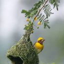 '베짜기새'(weaver bird)의 아름답고 정교한 둥지 만드는 본능에 감탄해 애비두덜이가 복음을 증거했음 이미지