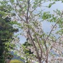 안덕면사무소 앞 이미지