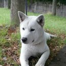 강아지구 이미지