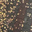 행복플러스25시 | 대방어 두바이쫀득쿠기 주토피아2