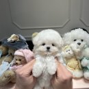 럽댕 강아지분양 이미지